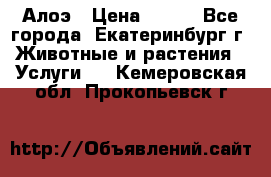 Алоэ › Цена ­ 150 - Все города, Екатеринбург г. Животные и растения » Услуги   . Кемеровская обл.,Прокопьевск г.